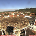 11_00-nest.jpg