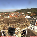 11_10-nest.jpg