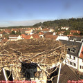 11_20-nest.jpg