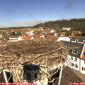 11_25-nest.jpg