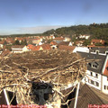 11_30-nest.jpg