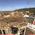 11_40-nest.jpg