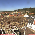 12_20-nest.jpg