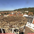 12_40-nest.jpg