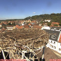 12_50-nest.jpg