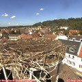 13_00-nest.jpg