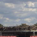 13_40-mast.jpg