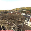 13_45-nest.jpg