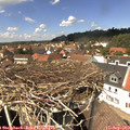 13_50-nest.jpg