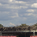 13_55-mast.jpg