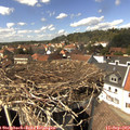 14_30-nest.jpg