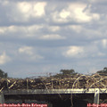 14_55-mast.jpg