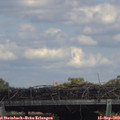 15_30-mast.jpg