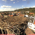 15_40-nest.jpg