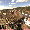 15_50-nest.jpg