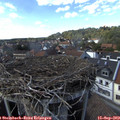 16_00-nest.jpg