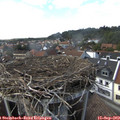 16_20-nest.jpg