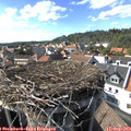 16_25-nest.jpg