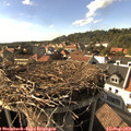 16_50-nest.jpg