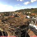 17_00-nest.jpg