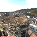 17_15-nest.jpg