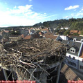 17_25-nest.jpg