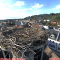 17_35-nest.jpg