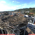 17_40-nest.jpg