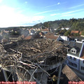 17_45-nest.jpg