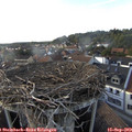 17_50-nest.jpg