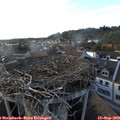 18_00-nest.jpg