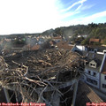 18_15-nest.jpg