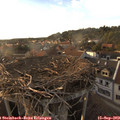 18_35-nest.jpg