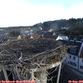 07_50-nest.jpg