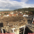 09_50-nest.jpg