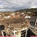 09_55-nest.jpg
