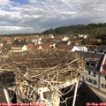 10_00-nest.jpg