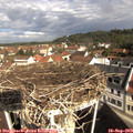 10_05-nest.jpg