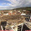 10_15-nest.jpg