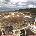 10_50-nest.jpg