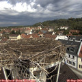 10_55-nest.jpg