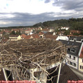 11_00-nest.jpg