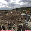 11_20-nest.jpg