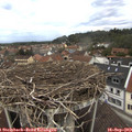 11_25-nest.jpg