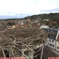 11_30-nest.jpg