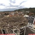 11_40-nest.jpg