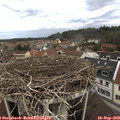 11_45-nest.jpg