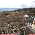 12_00-nest.jpg