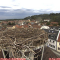 12_10-nest.jpg