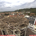 12_50-nest.jpg